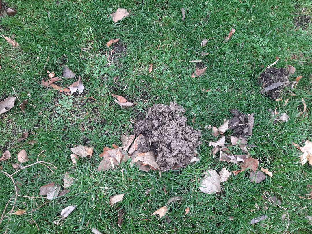 Lawn damage from mole activity.