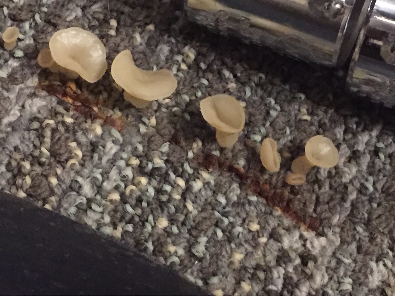 Mold growth inspection photo showing mushroom-like fungal growth, indicating excess moisture and possible hidden water damage.