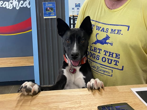 Images Crate Escapes Dog Park + Bar