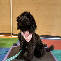 Images Paragon Pups LLC