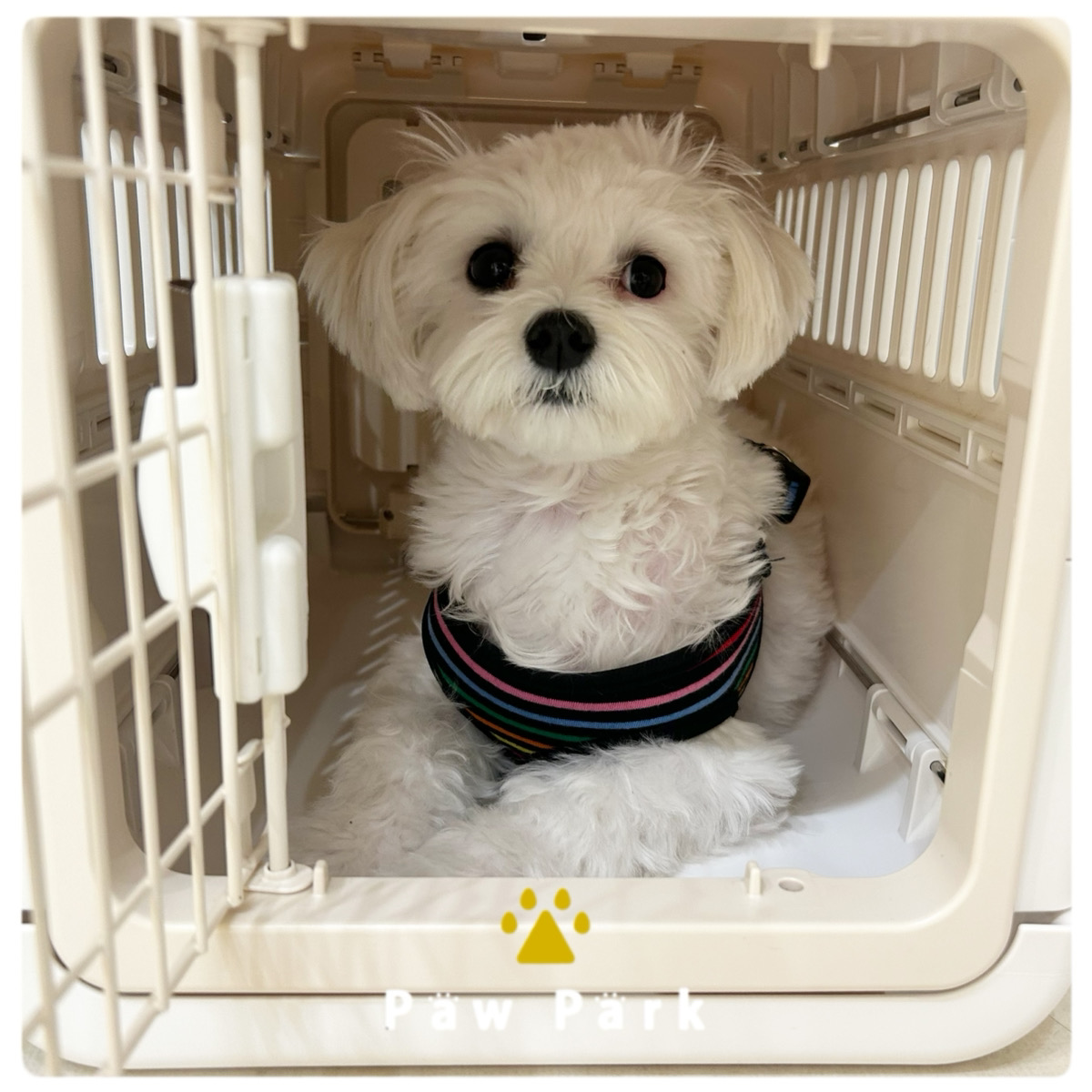Images PawPark 犬のようちえん 高槻店