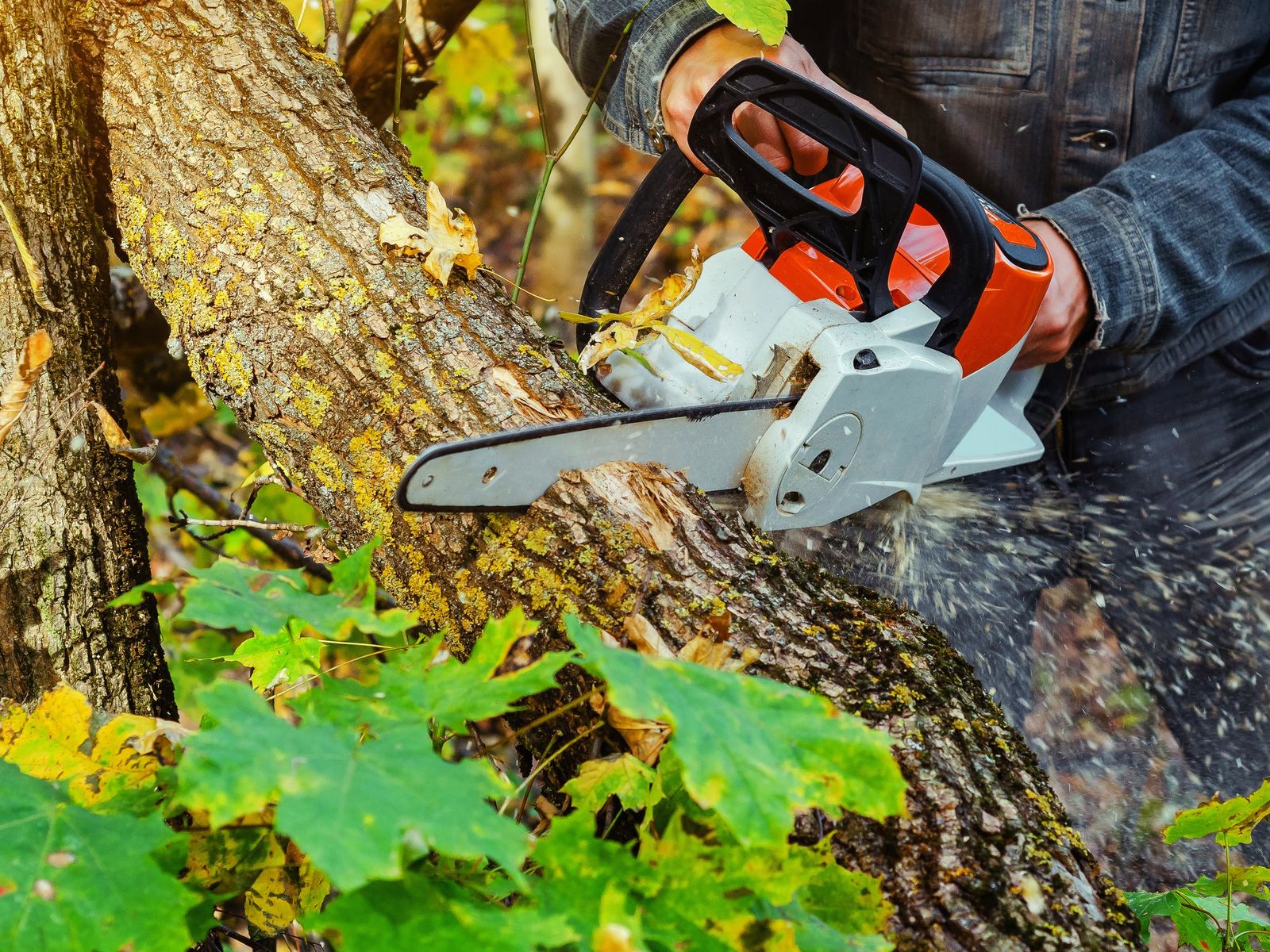 Tree Service & Lawn Care