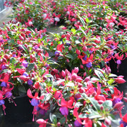 Bild 2 Gärtnerei Schwarz in Heide