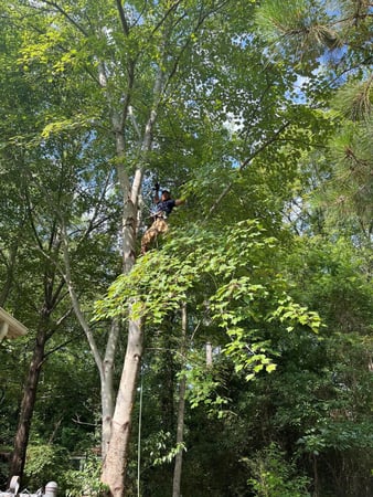 Images Tree Removal and Landscaping