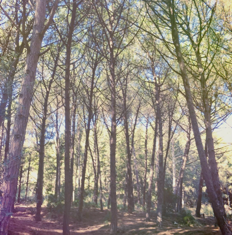 Images Camping Feniglia