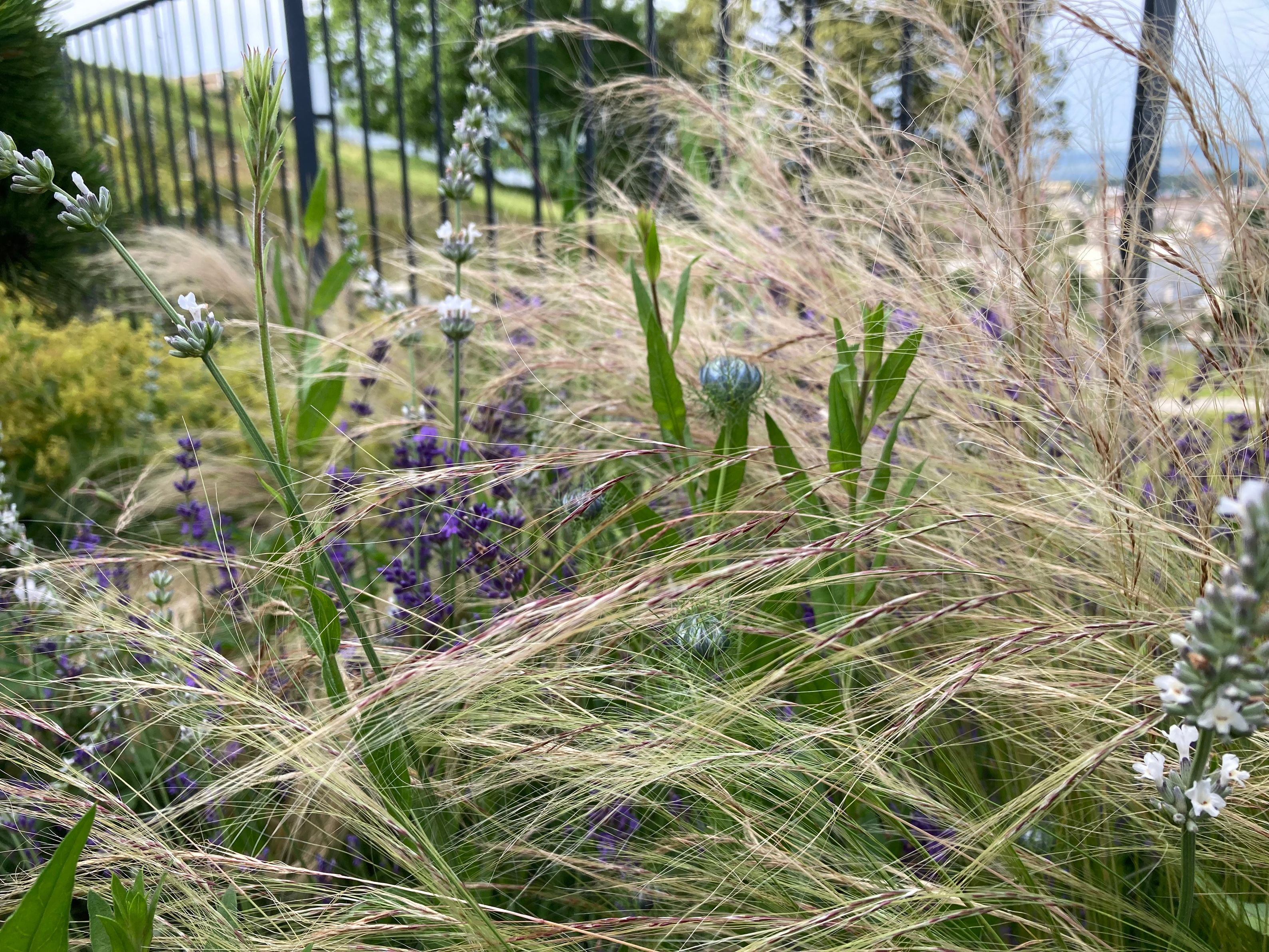 Bilder zehnder-garten GmbH