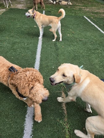 Images Wag Watchers DayCare & Spa
