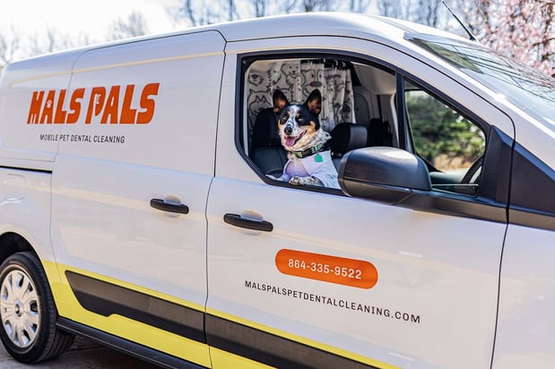 Images MalsPals Pet Dental Cleaning
