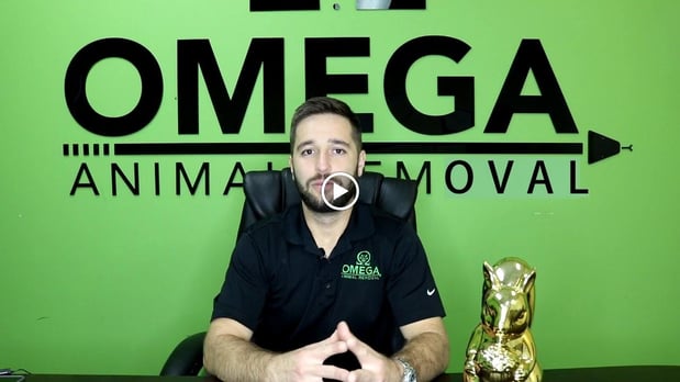 Images Omega Animal Removal Houston