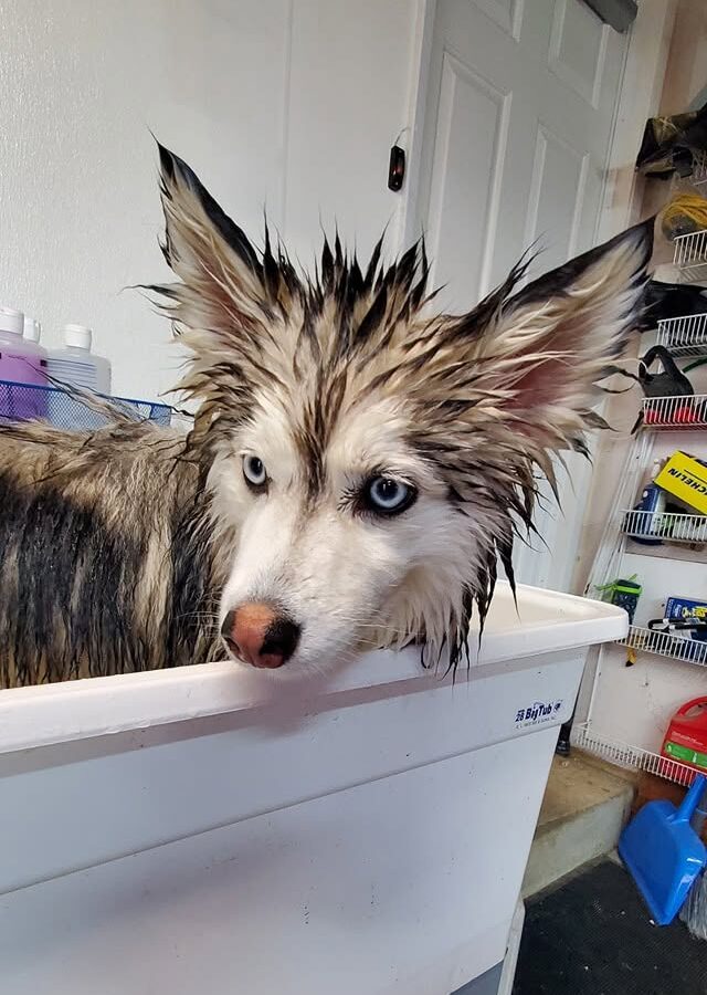 Dog Baths
