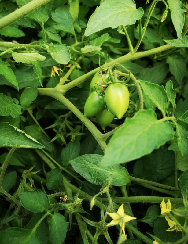 Images Pomodoro Buttiglieddru di Licata