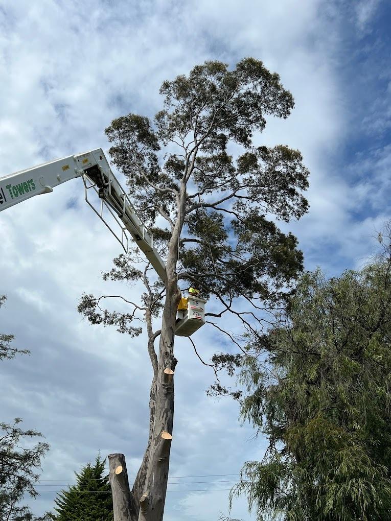 Images Redback Tree Services Greensborough
