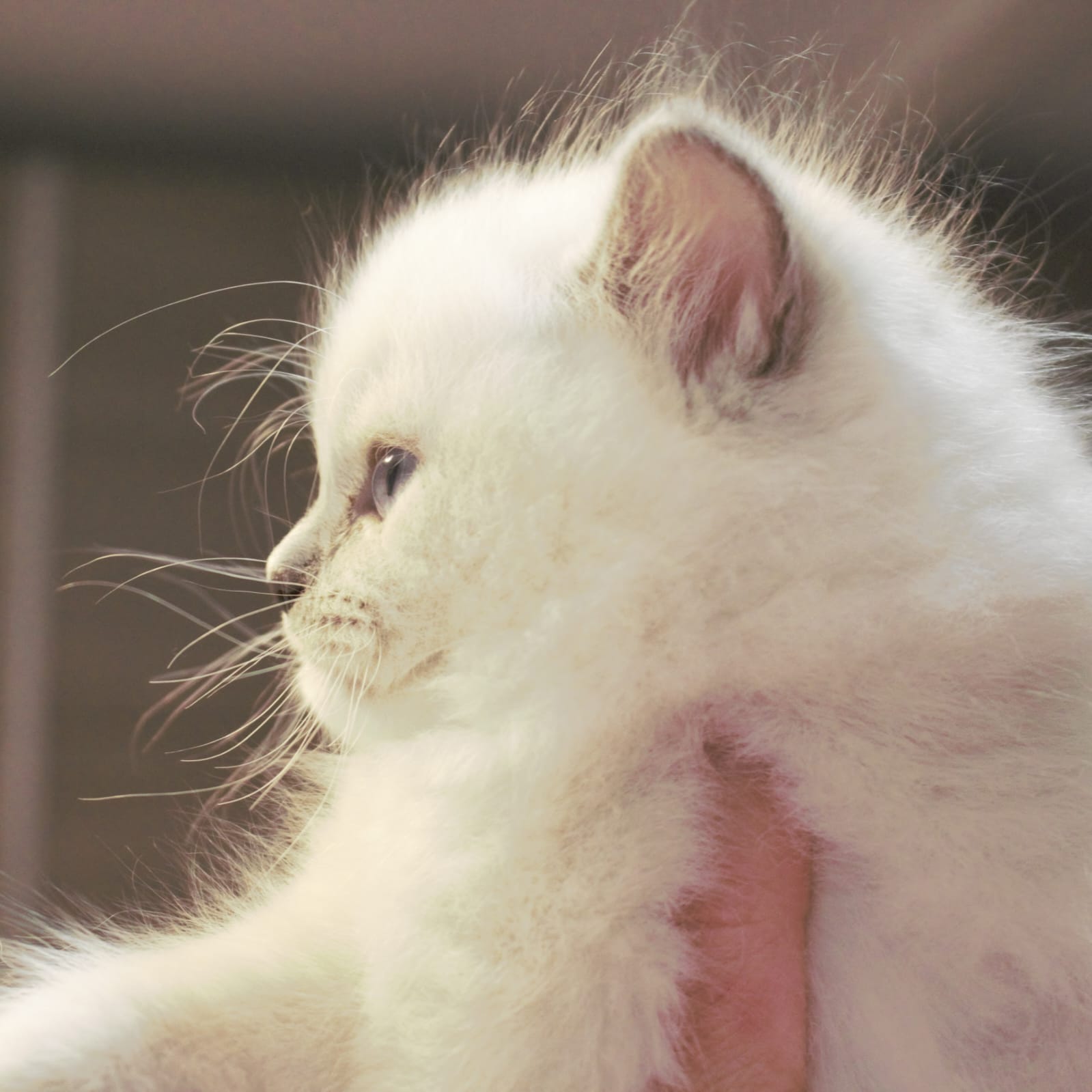 Images Ragdoll RagSweet