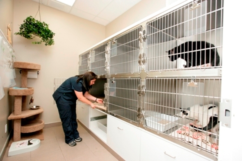 Mountainview Animal Hospital, Georgetown ON | Ourbis