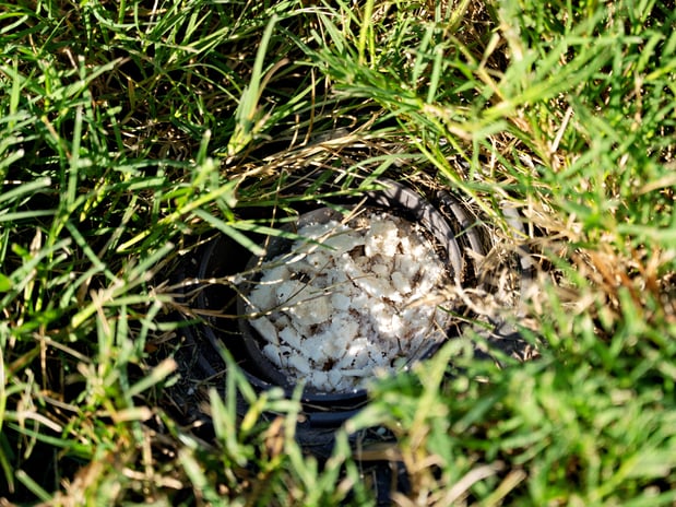 Images Pest Magic, LLC