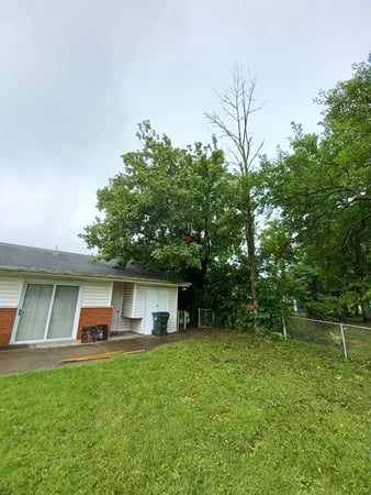 Images Rojas Chops Tree Service LLC