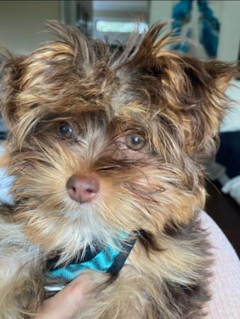 Images Bad, Beautiful & Bossy AKC Yorkies