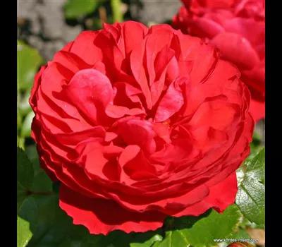Rose 'Cherry Girl'_Zanker Gartenbau