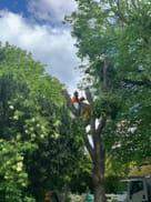 Clear View Tree & Hedge Services Ltd Brixham 01803 882808