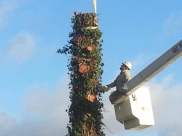 Images Curry Tree Service