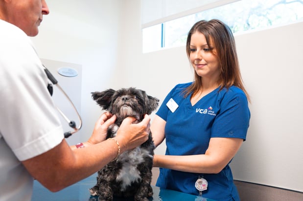 Images VCA Veterinary Hospital of Leon Springs