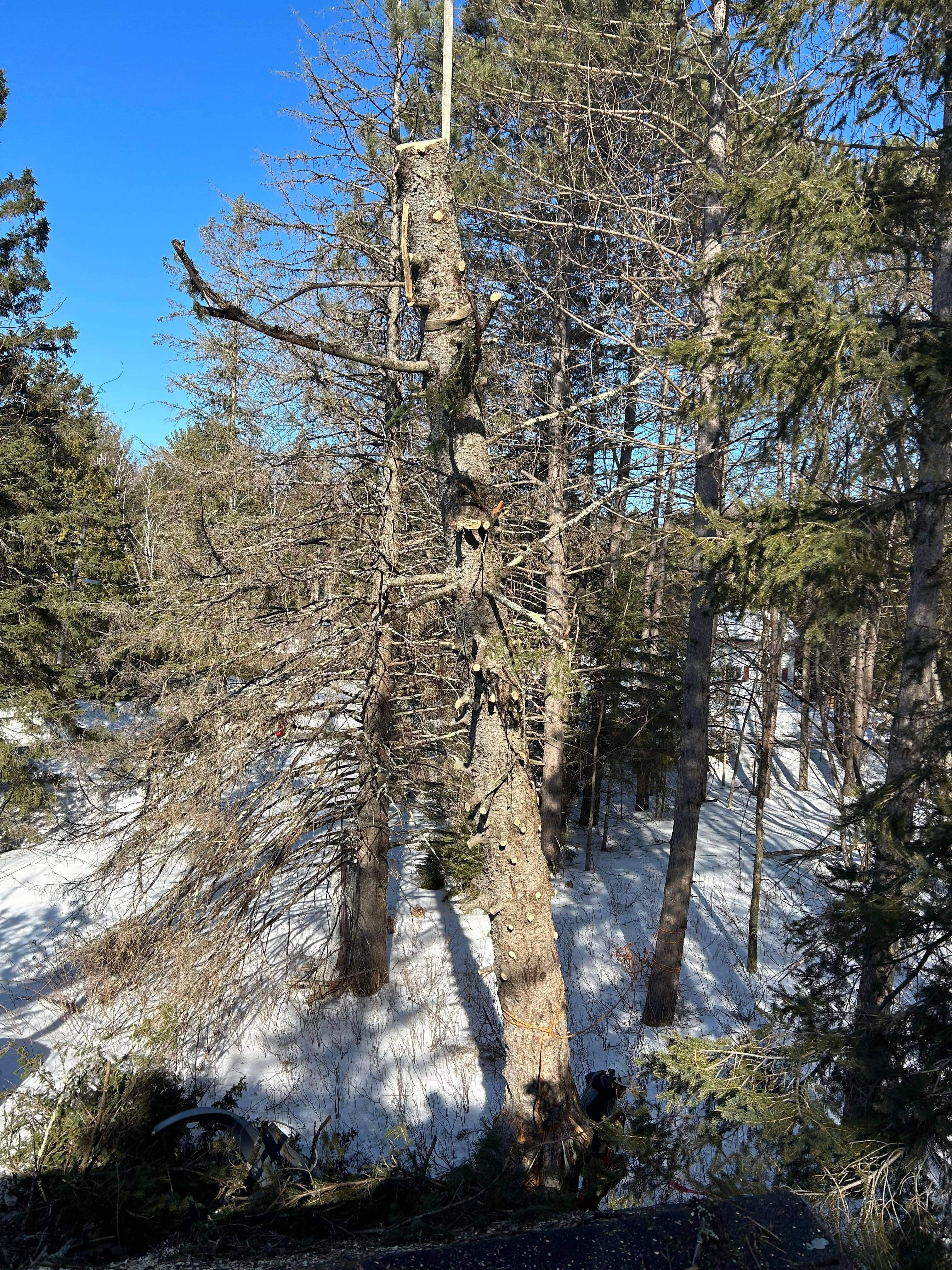 Images Élagage Frère d'Arbres