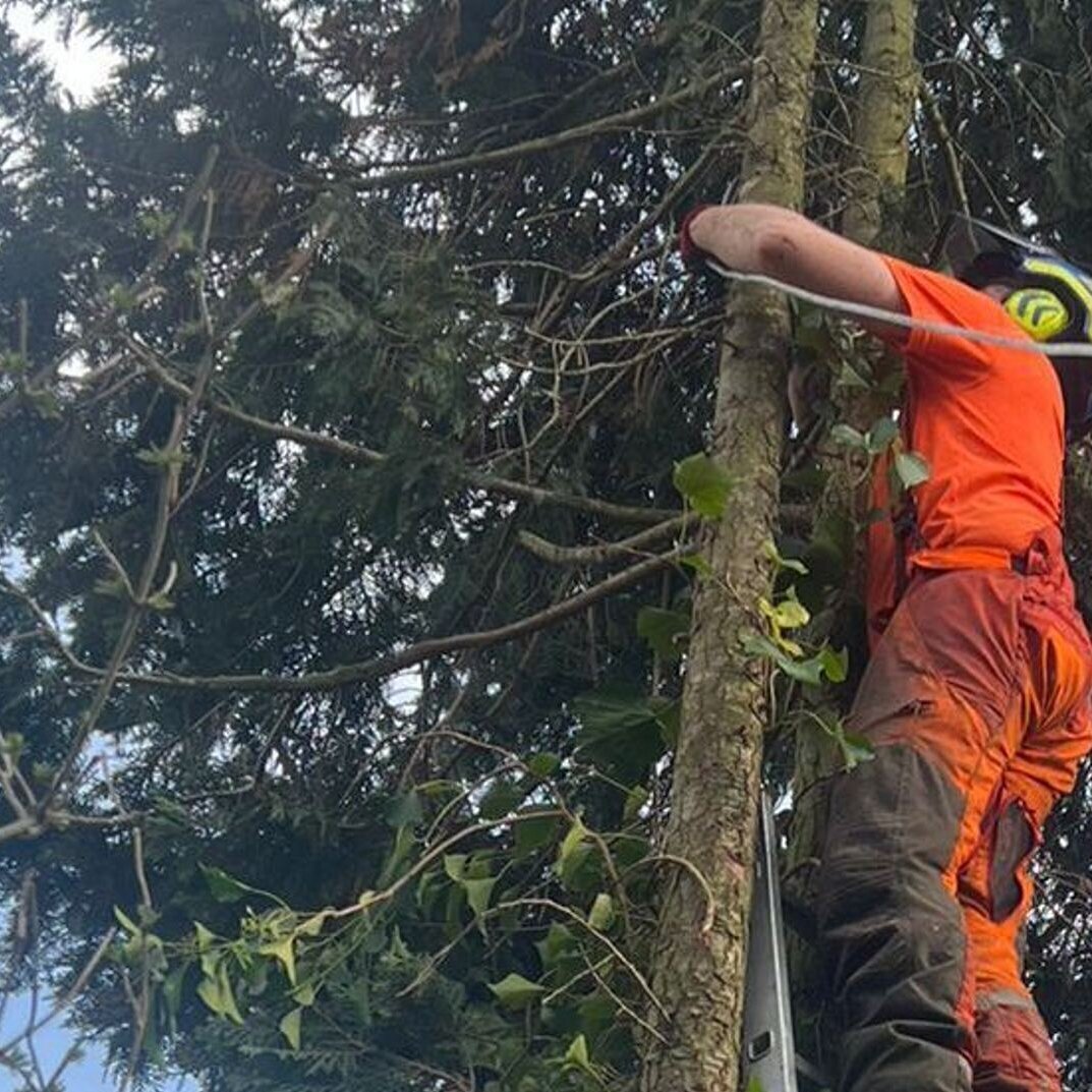 Bilder HDS Hausmeisterservice Entrümpelung Baumfällung Entkernung Demontage Altmetall-Entsorgung