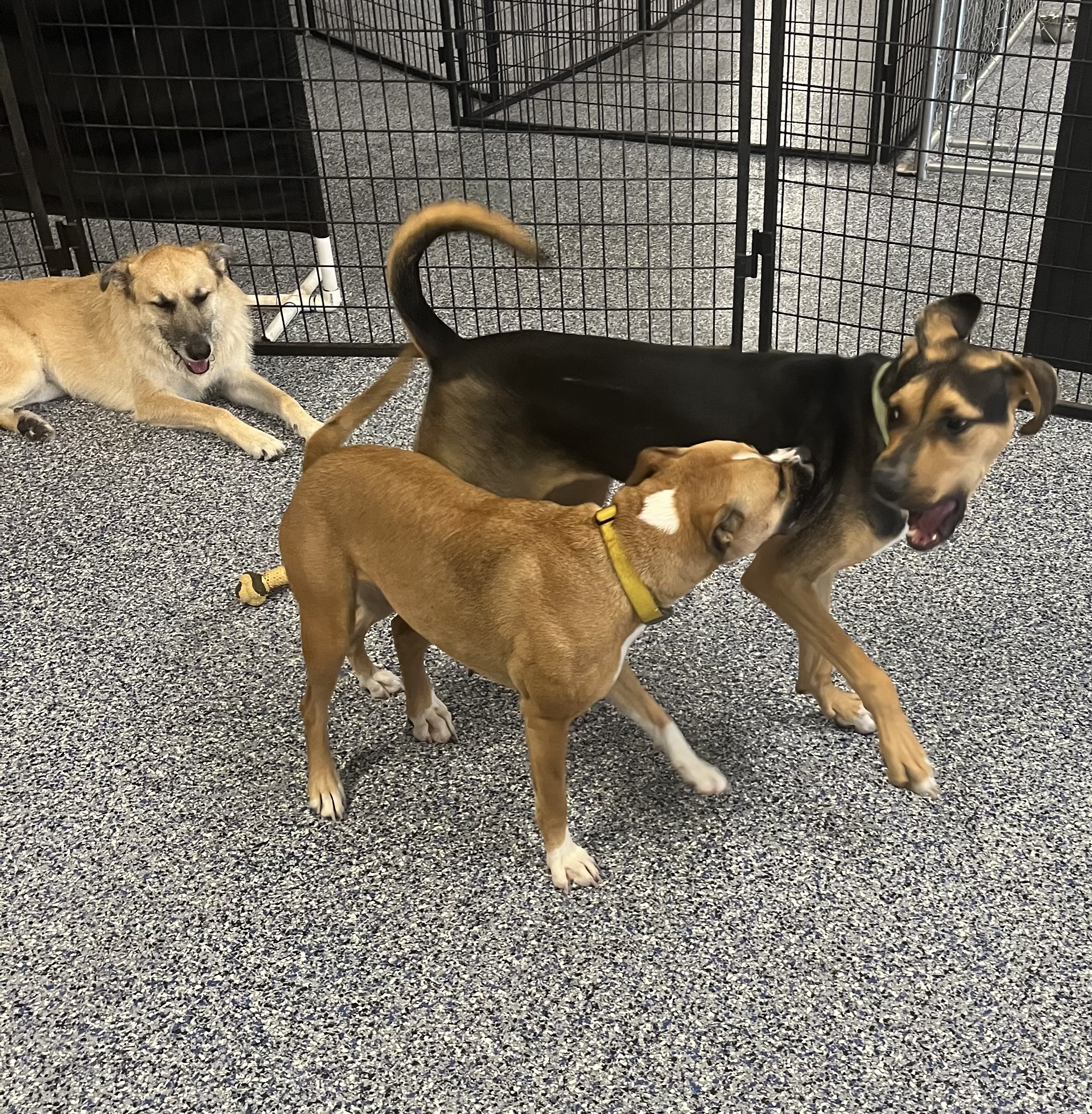 Dogs interacting and playing together in the supervised indoor daycare area. 