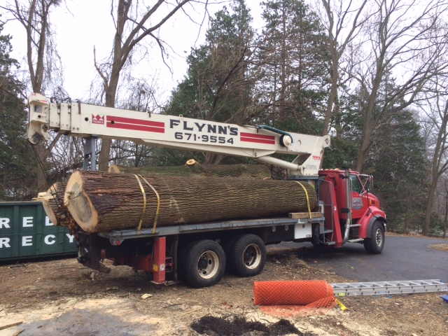 Images Flynn's Tree Service