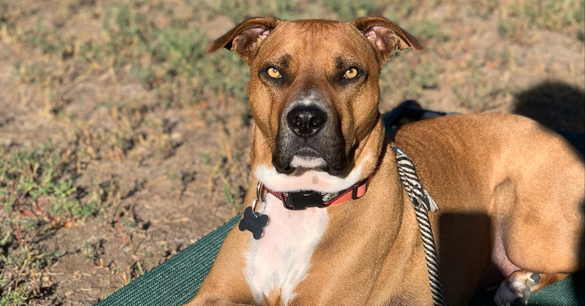 Image of Local Pet Event Free Dog Training Seminar: Recall - Come/Here (Cutler) Nearby