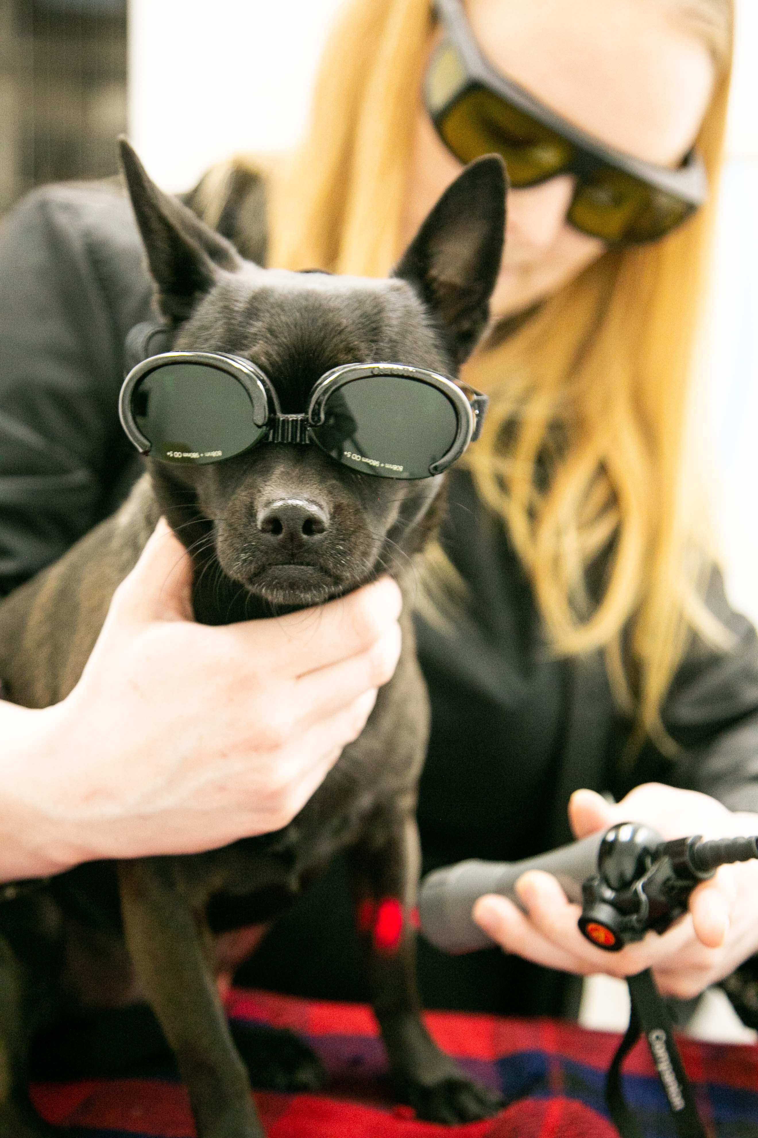 Marci was AWESOME for her laser therapy treatment - and how cool does she look in her goggles