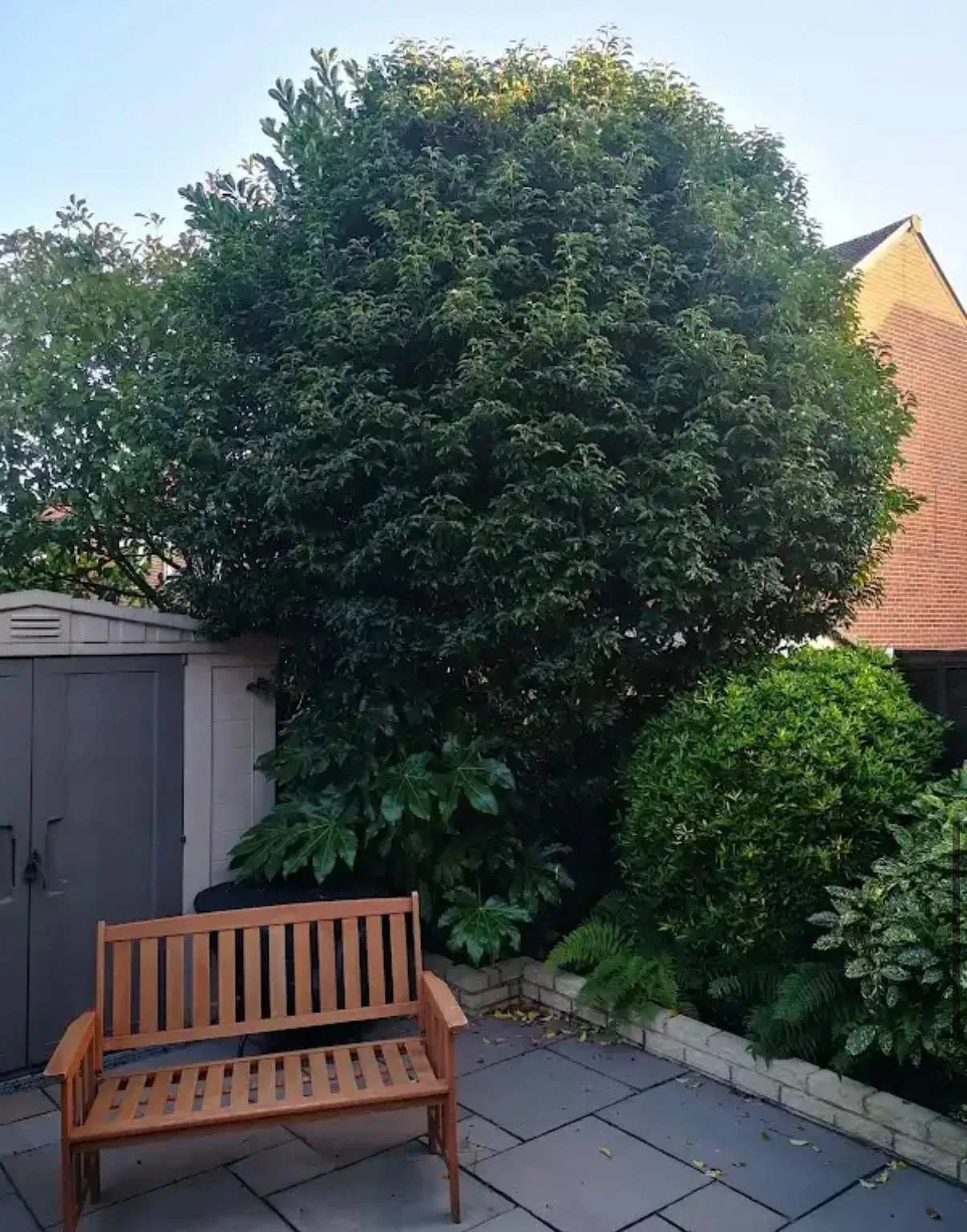 Images Tree Doctors & Landscaping