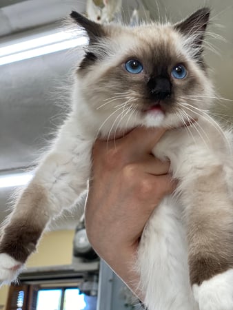 Images Melrose La Brea Animal Hospital