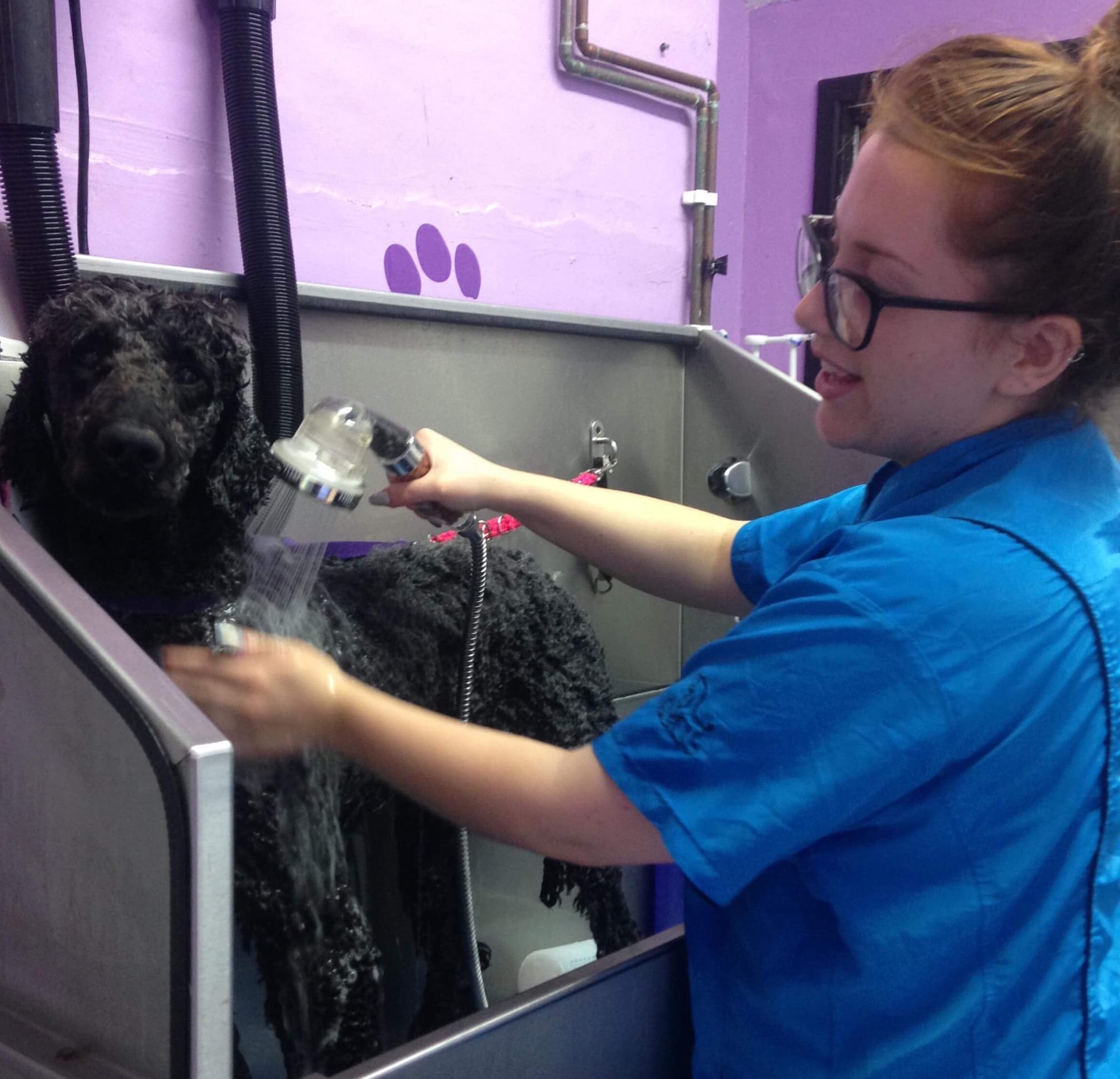 Images Scruffy 2 Fluffy Dog Grooming School