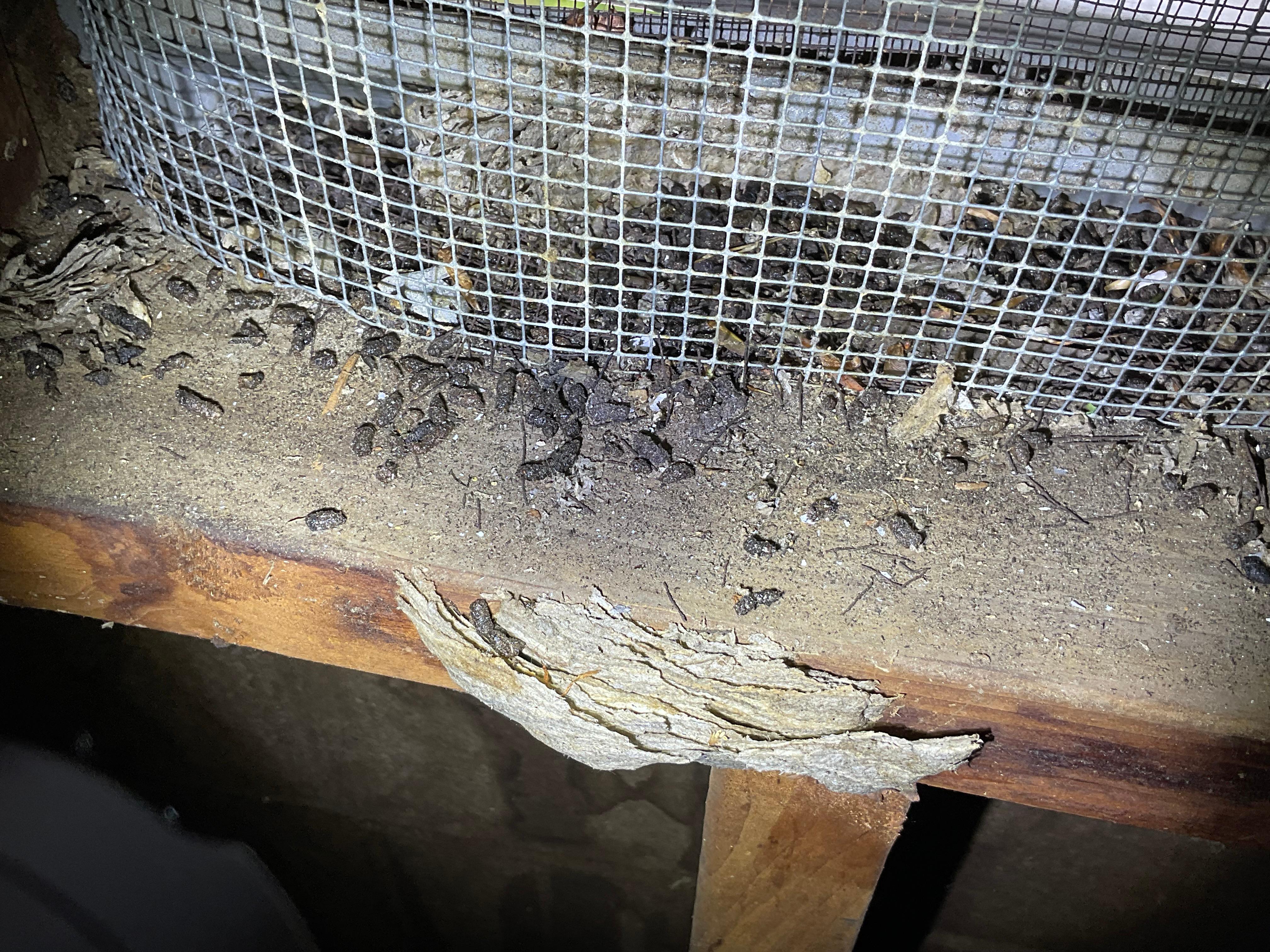 Pest droppings in an attic