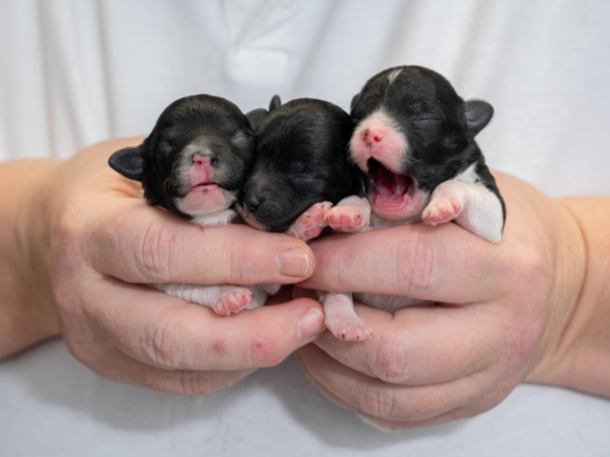 Bild 19 Tierarzt Hülsmann Speyer, Kleintierpraxis Dres. Hülsmann in Speyer