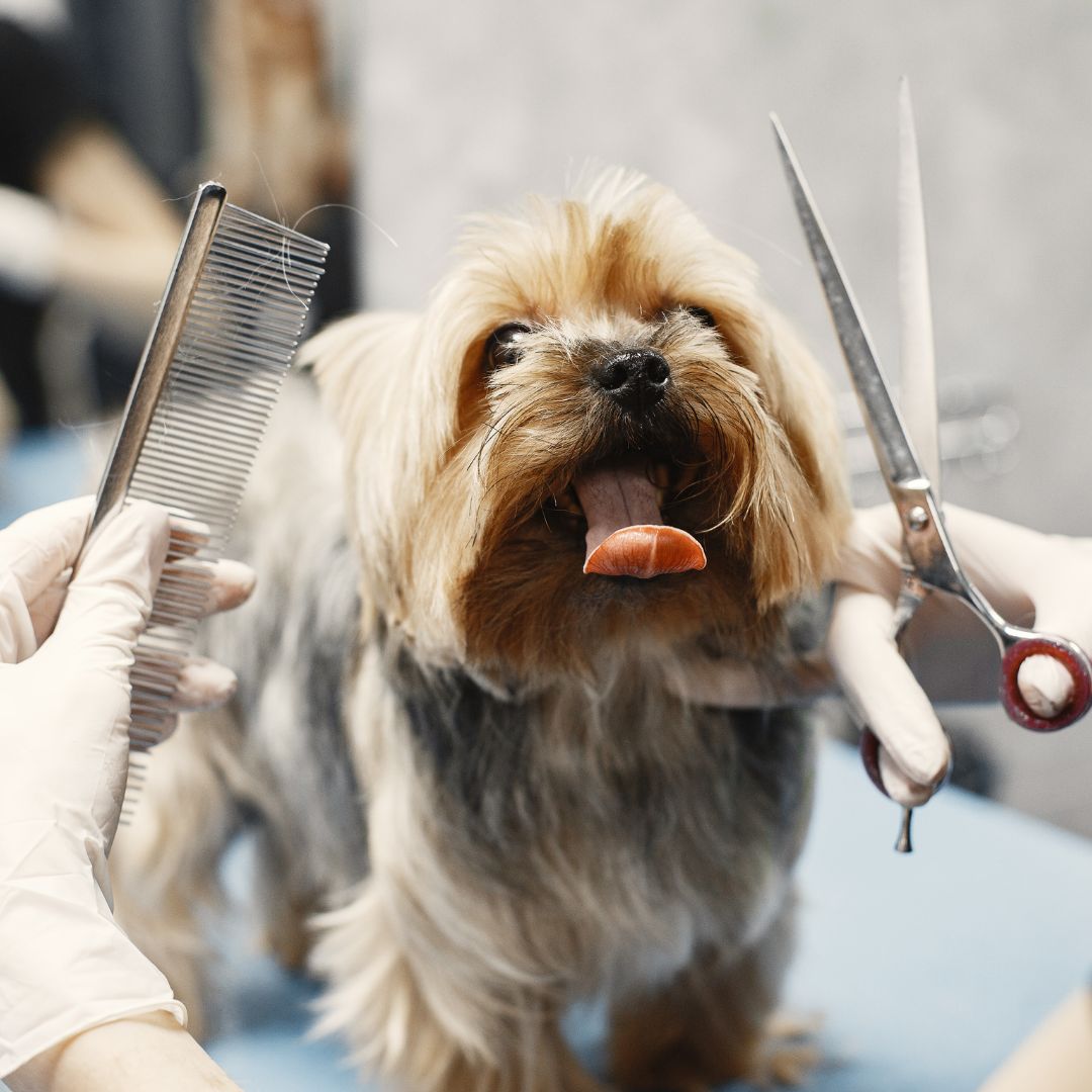 Images Vet & Cie Brossard | Vétérinaire indépendant & québécois, Toilettage, Parc canin, Urgences chiens et chats | Montérégie