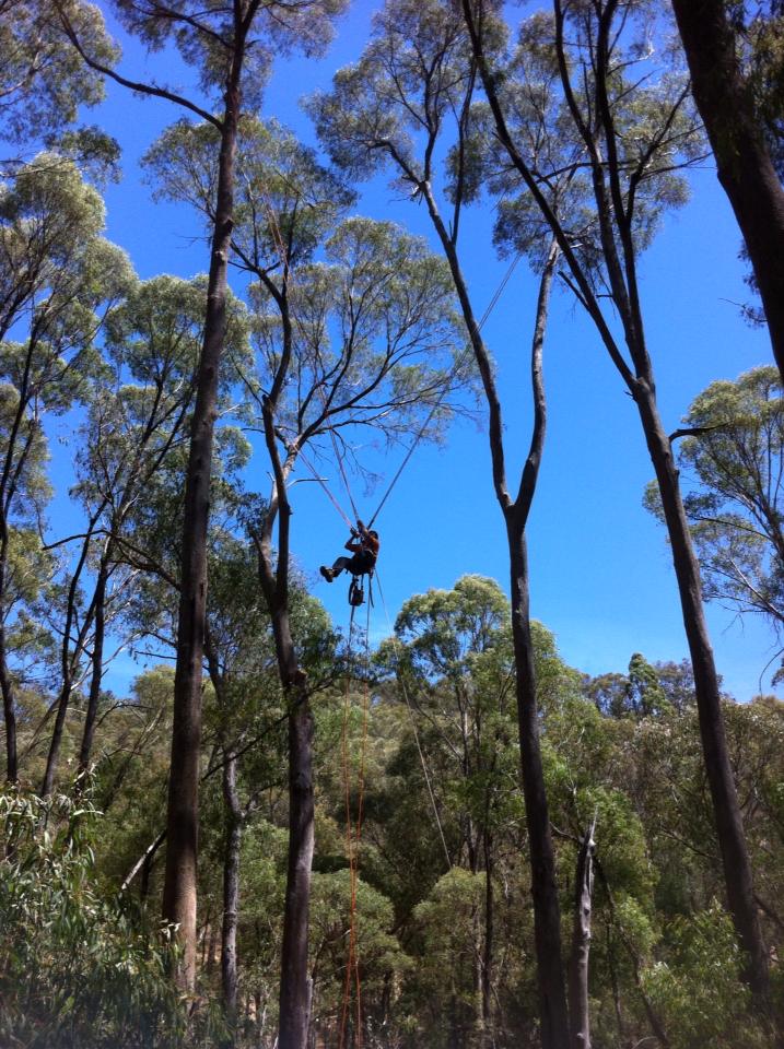 Images Global Arborist Australia