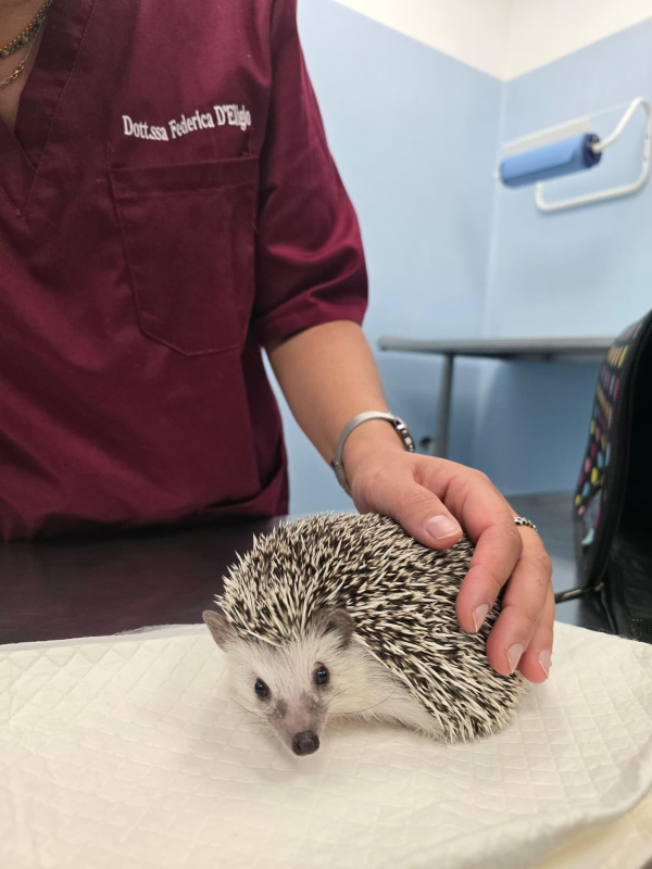 Images Clinica Veterinaria di Blasi