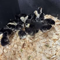 Images Harrison Farm and Feed