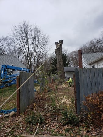 Images L&M Tree Service