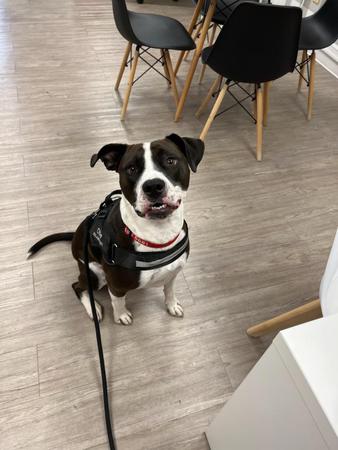 Images Laura San Nicolas - State Farm Insurance Agent