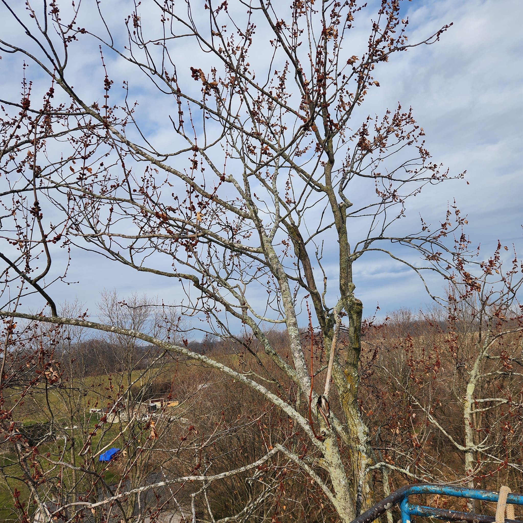 Milks Tree Service Inc Image