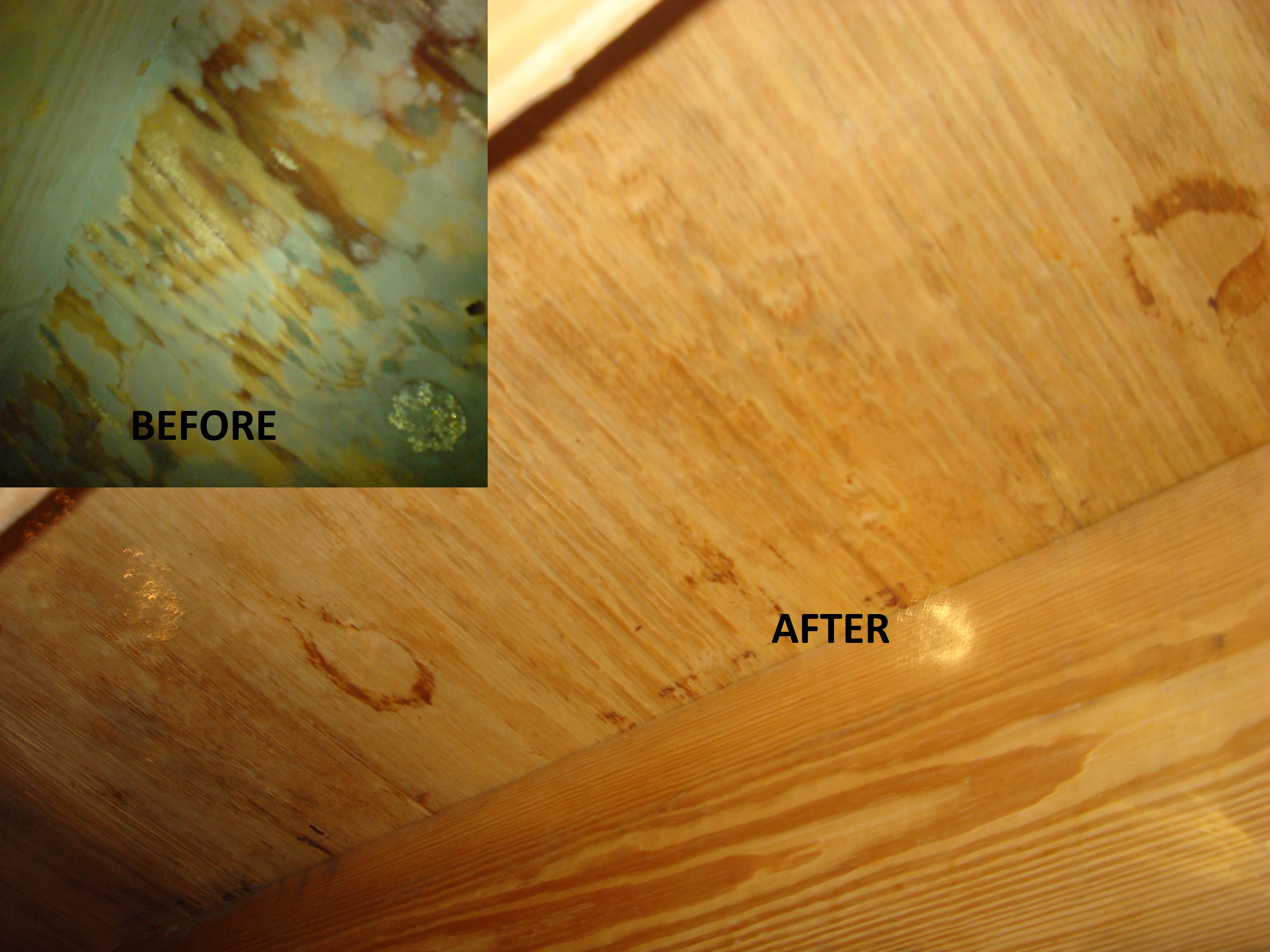 Mold Remediation 1-800 Water Damage of WNC Asheville (828)398-4027