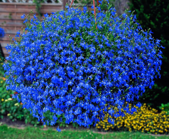 Images Garden Shop Pia
