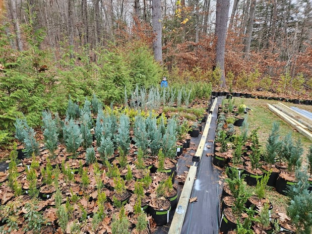 Images A.J.'s Evergreen Nursery, LLC