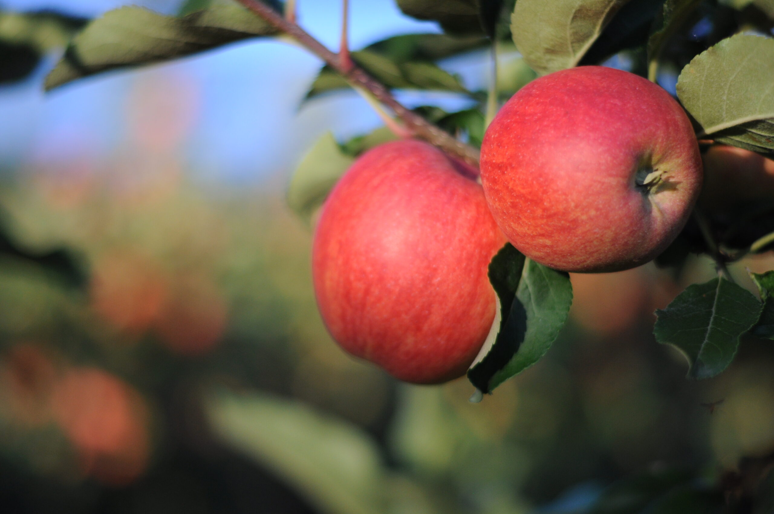 Stalder Schweizerfrüchte AG, Vorderdorf 1 in Aesch LU