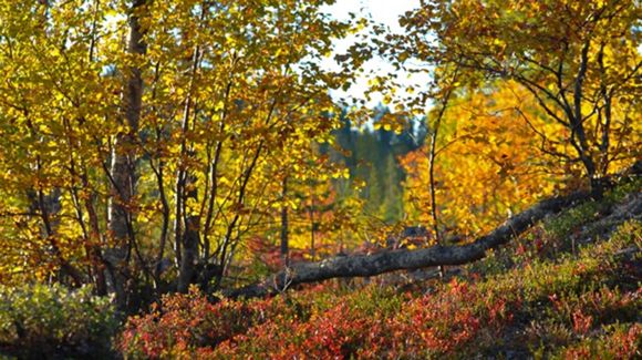 Images Lomamaja Pekonen