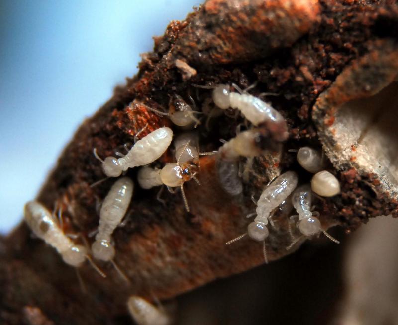 Images Baskin's Termite & Pest Control