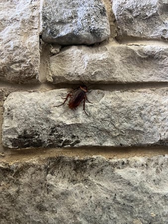 Images Organa Pest Control